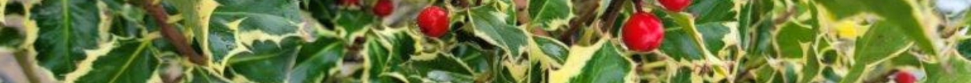 Ilex / Holly