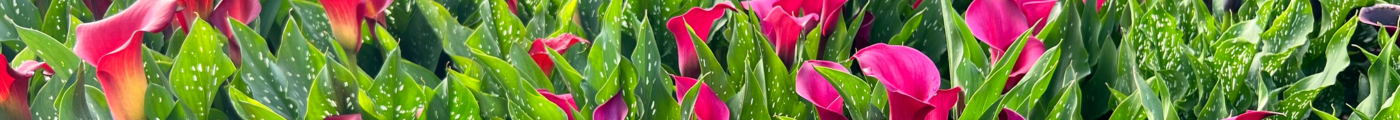 Calla Lily - Zantedeschia