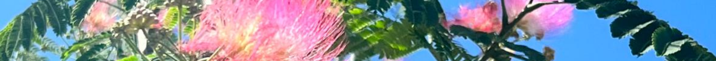 Albizia