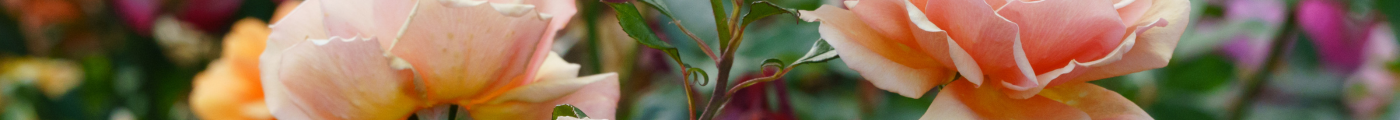 climbing roses