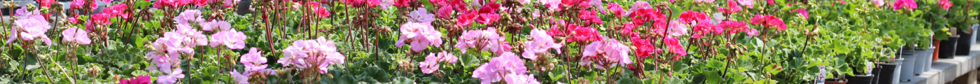 Summer Bedding & Basket Plants