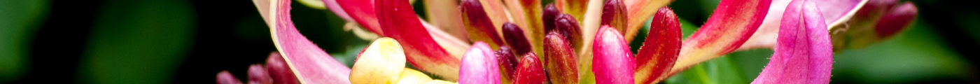 Honeysuckle (Lonicera)