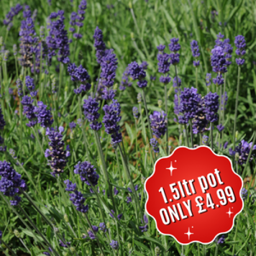 Buy Quality Lavender Hidcote Online Plants Galore Online Essex