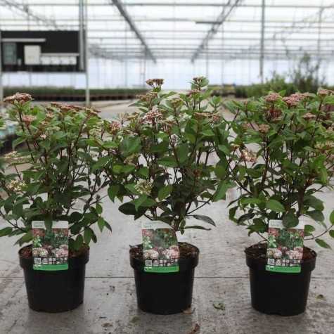 Viburnum Tinus Spirit