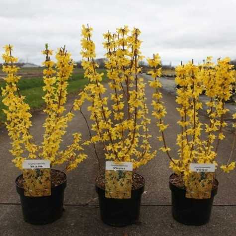 Forsythia Intermedia Week End (Weekend)