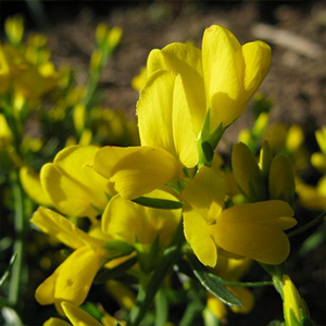 Genista Lydia (Broom)