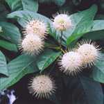 Cephalanthus Occidentalis (Button Bush)