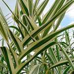 Arundo Donax Versicolor Bog Garden Giant Reed