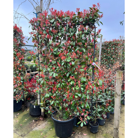 Photinia Fraseri Red Robin 100cm x 150cm Metal Pleached Frame