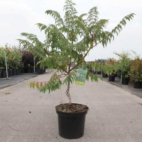 Rhus glabra 'Laciniata'