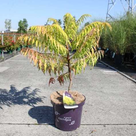 Rhus Typhina Tiger Eyes