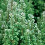 Chamaecyparis Thyoides 'Top Point' (Atlantic White Cedar)