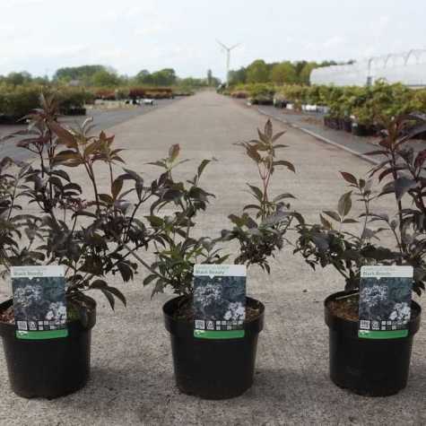 Sambucus Nigra Black Beauty (Common Elder)