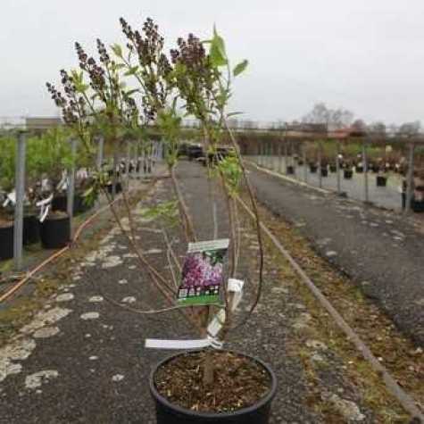 Syringa Vulgaris 'Belle de Nancy' Lilac