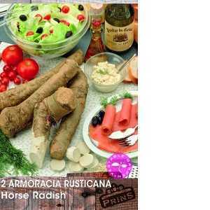 Horseradish (Horse Radish) Armoracia Rusticana 2 Per Pack