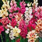 Ixia Hybrid Corn Lily Mixed Bulbs 20 Per Pack