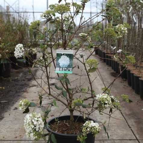 Viburnum Burkwoodii