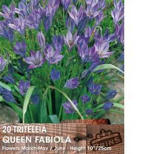 Triteleia Queen Fabiola Bulbs 20 Per Pack