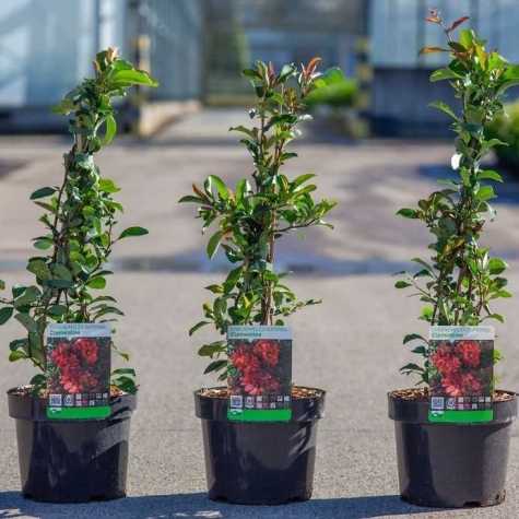 Chaenomeles Superba Clementine (Flowering Quince)