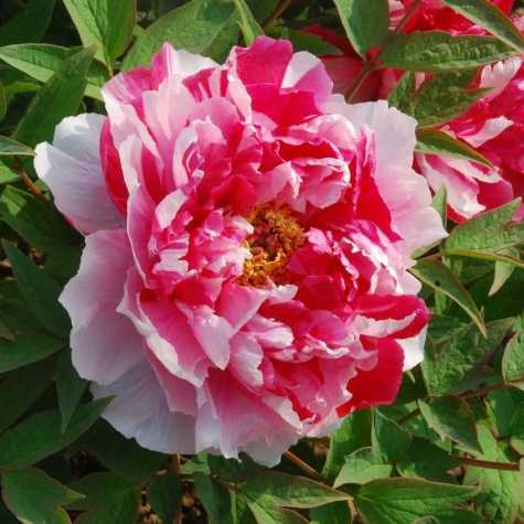 Peony (Paeonia) Suffruticosa Chinese Tree Peony Dao Jin