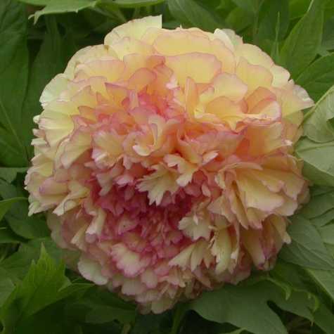 Peony (Paeonia) Suffruticosa Chinese Tree Peony Jin Ge