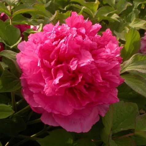 Peony (Paeonia) Suffruticosa Chinese Tree Peony Juan Ye Hong