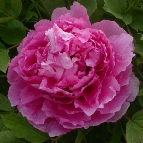 Peony (Paeonia) Suffruticosa Chinese Tree Peony Lu He Hong