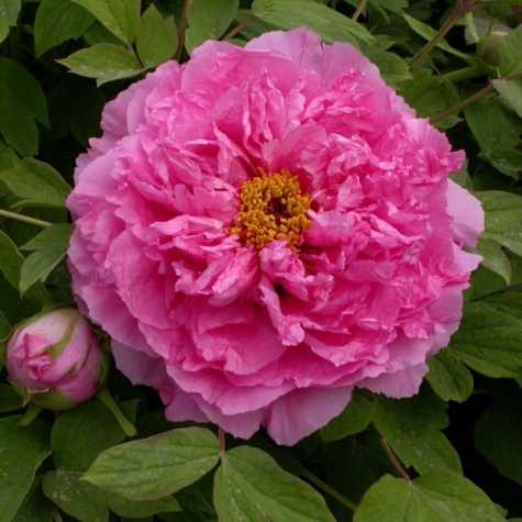 Peony (Paeonia) Suffruticosa Chinese Tree Peony Rou Fu Rong