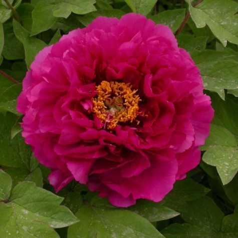 Peony (Paeonia) Suffruticosa Chinese Tree Peony Luo Yang Hong