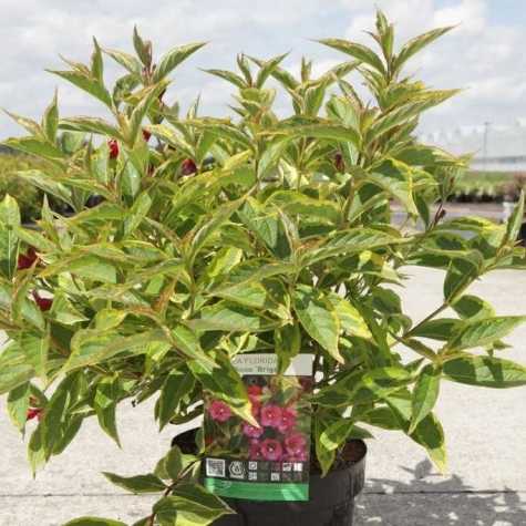 Weigela Florida Brigela Moulin Rouge