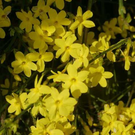 Jasmine Nudiflorum Jasminum (Winter Flowering)