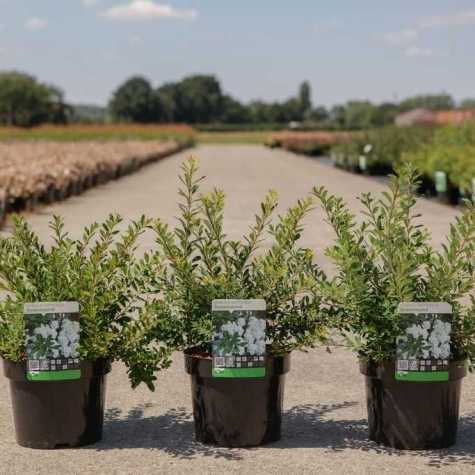 Spiraea Nipponica 'Snowmound'