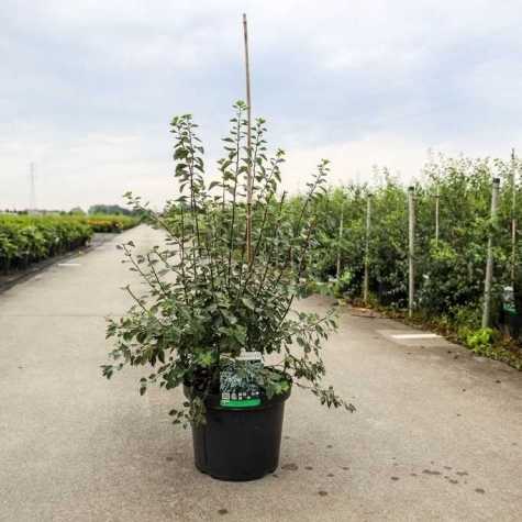 Spiraea Vanhouttei (Bridal Wreath)