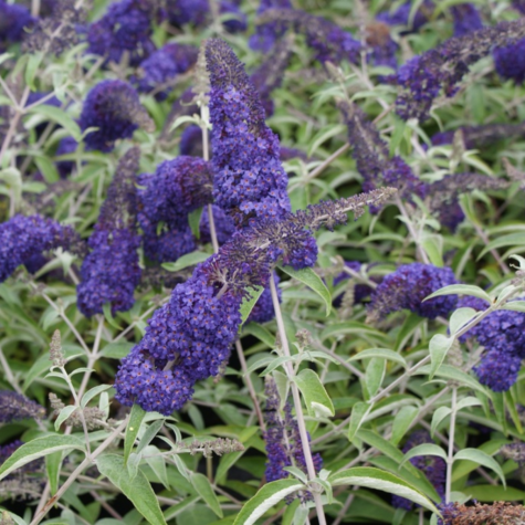 Buddleia Davidii Adonis Blue (Buddleja) Butterfly Bush