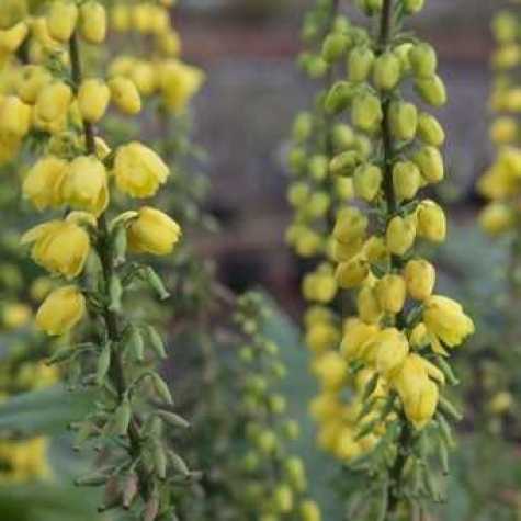 Mahonia Media Winter Sun