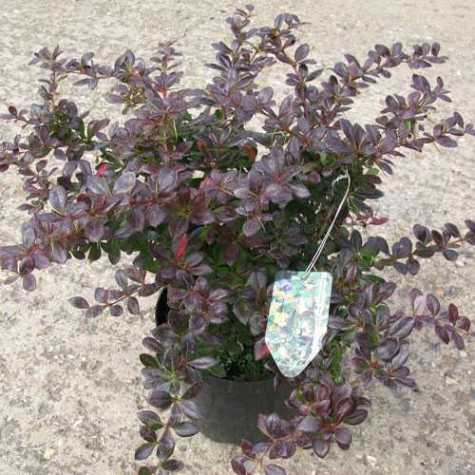 Berberis (Barberry) Media Red Jewel (Hedging)