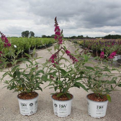 Buddleia Davidii Miss Ruby (Buddleja) Butterfly Bush