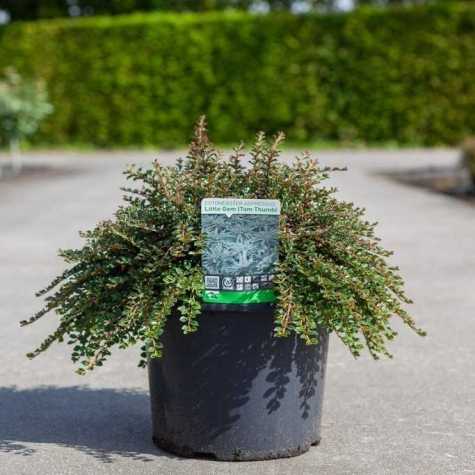 Cotoneaster Adpressus Little Gem (Tom Thumb)