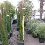 Cupressus sempervirens Pyramidalis Totem (Conifer) 150-175Height 15Litre Pot