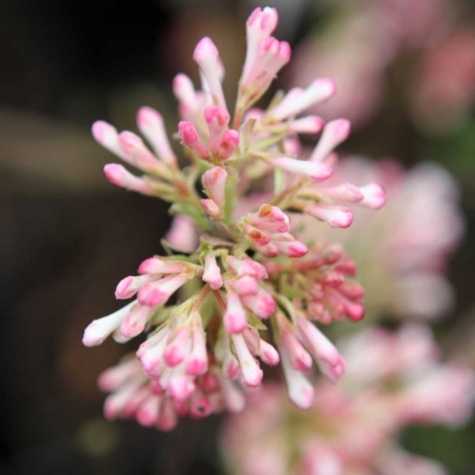 Viburnum bodnantense 'Charles Lamont'