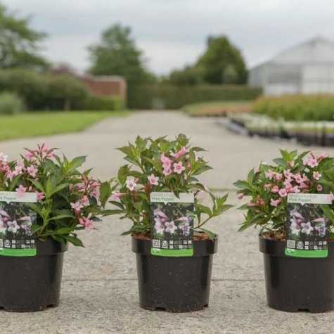 Weigela Florida Pink Poppet