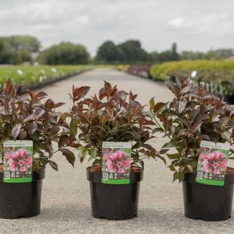 Weigela Naomi Campbell