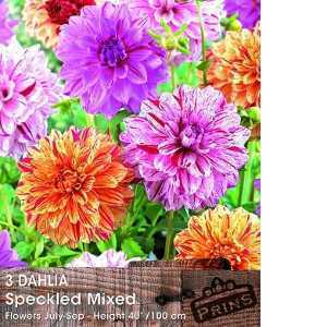 Dahlia Speckled Mixed Tubers/Bulbs 3 Per Pack