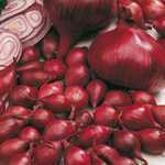 Unwins Onions Red Baron Sets/Bulbs 50 Per Pack