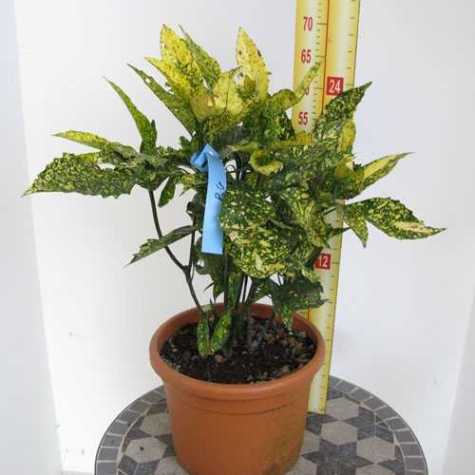 Aucuba Japonica Golden King (Japanese Laurel)