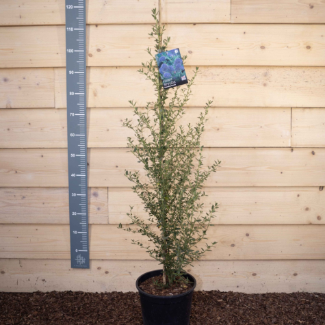 Ceanothus Concha (californian Lilac) 90-110cm  10 Litre