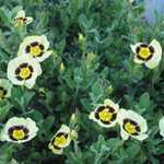 Halimiocistus Merrist Wood Cream (Rock rose 'Merrist Wood Cream')