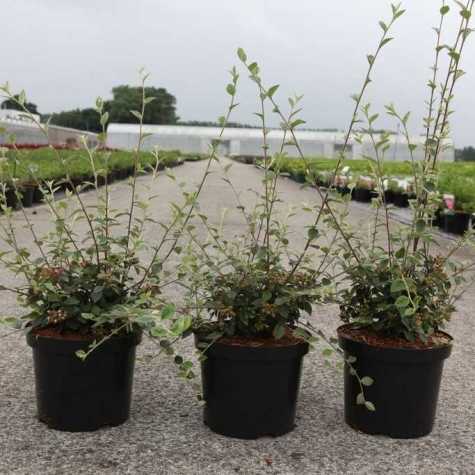 Cotoneaster Franchetii (Hedging Plant)