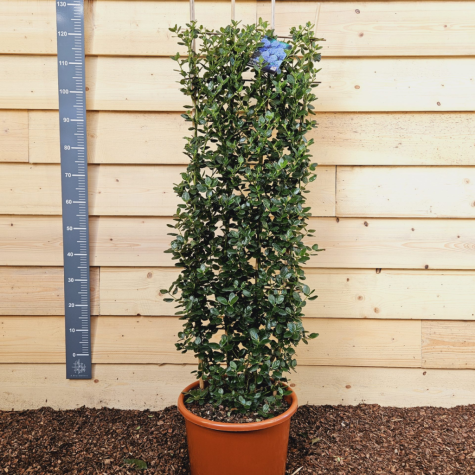 Ceanothus Thyrsiflorus Yankee Point Trellis Climber 20Ltr (Californian Lilac)