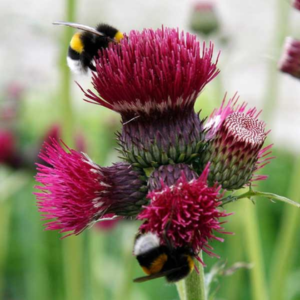 Cirsium Rivulare Atropurpureum (Ivory Thistle)